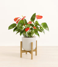 Load image into Gallery viewer, Natural Bamboo stand:bamboo