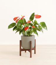 Load image into Gallery viewer, Sage Green stand:walnut