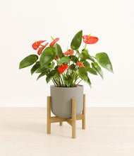 Load image into Gallery viewer, Sage Green stand:bamboo