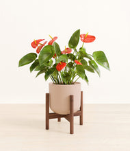 Load image into Gallery viewer, Sandy Pink stand:walnut