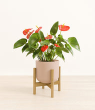 Load image into Gallery viewer, Sandy Pink stand:bamboo