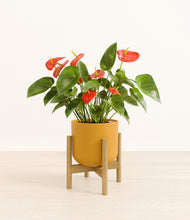 Load image into Gallery viewer, Sunset Orange stand:bamboo