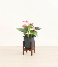 Load image into Gallery viewer, Iron Gray stand:walnut