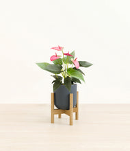 Load image into Gallery viewer, Iron Gray stand:bamboo