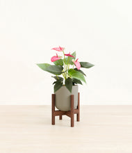 Load image into Gallery viewer, Sage Green stand:walnut