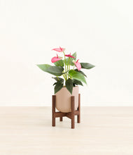Load image into Gallery viewer, Sandy Pink stand:walnut