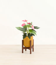 Load image into Gallery viewer, Sunset Orange stand:walnut