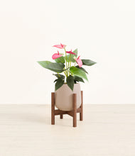 Load image into Gallery viewer, Eternal Gray stand:walnut