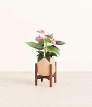 Load image into Gallery viewer, Gentle Pink stand:walnut
