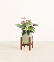 Load image into Gallery viewer, Turquoise stand:walnut