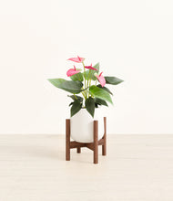 Load image into Gallery viewer, White stand:walnut