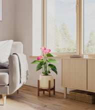 Load image into Gallery viewer, Almond Green stand:walnut