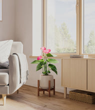 Load image into Gallery viewer, Eternal Gray stand:walnut