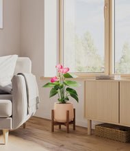 Load image into Gallery viewer, Gentle Pink stand:walnut