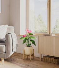 Load image into Gallery viewer, Almond Green stand:bamboo