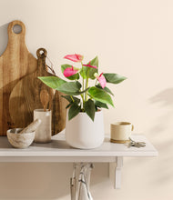 Load image into Gallery viewer, White