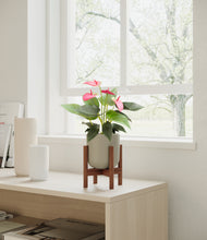 Load image into Gallery viewer, Sage Green stand:walnut