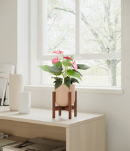 Load image into Gallery viewer, Sandy Pink stand:walnut
