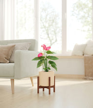 Load image into Gallery viewer, Cream stand:walnut