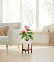 Load image into Gallery viewer, White stand:walnut