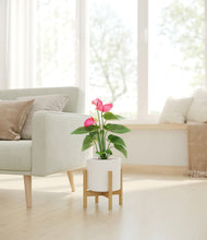 Load image into Gallery viewer, White stand:bamboo