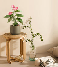 Load image into Gallery viewer, Olive