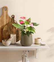 Load image into Gallery viewer, Olive