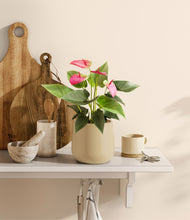 Load image into Gallery viewer, Almond Green