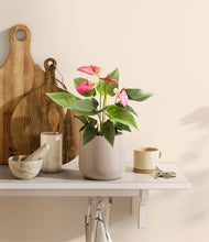 Load image into Gallery viewer, Eternal Gray