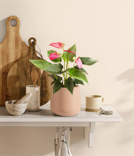 Load image into Gallery viewer, Gentle Pink