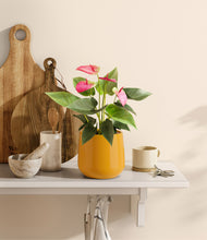 Load image into Gallery viewer, Mustard