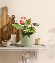 Load image into Gallery viewer, Turquoise