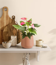 Load image into Gallery viewer, Calm Rose