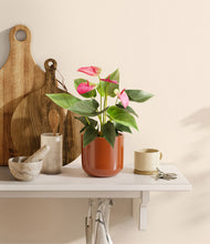 Load image into Gallery viewer, Glossy Red