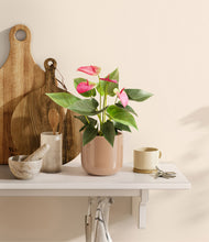 Load image into Gallery viewer, Glossy Pink