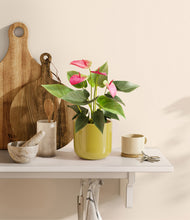 Load image into Gallery viewer, Key Lime Yellow