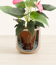 Load image into Gallery viewer, Glossy Pink stand:all