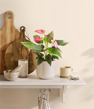 Load image into Gallery viewer, Snowdrift White