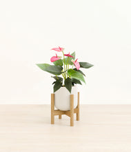 Load image into Gallery viewer, Cotton White stand:bamboo