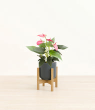 Load image into Gallery viewer, Iron Gray stand:bamboo