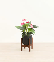 Load image into Gallery viewer, Stone Black stand:walnut