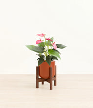 Load image into Gallery viewer, Glossy Red stand:walnut