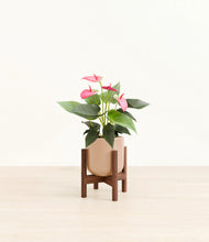 Load image into Gallery viewer, Glossy Pink stand:walnut