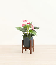 Load image into Gallery viewer, Iron Gray stand:walnut