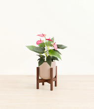Load image into Gallery viewer, Sandy Pink stand:walnut