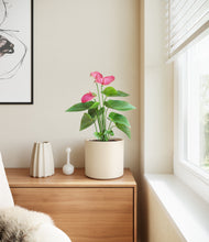 Load image into Gallery viewer, Cream