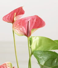 Load image into Gallery viewer, ALL