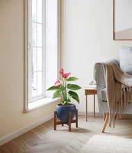 Load image into Gallery viewer, Deep Navy stand:walnut