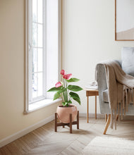 Load image into Gallery viewer, Calm Rose stand:walnut