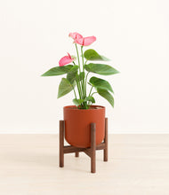Load image into Gallery viewer, Earth Red stand:walnut